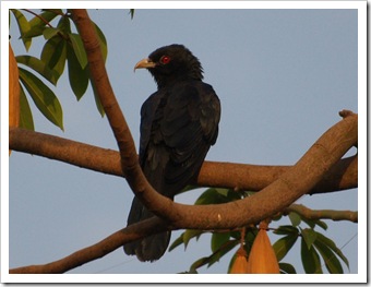 Female Cuckoo