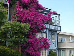 climbing-tree.jpg