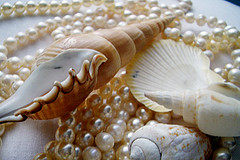 pearls-and-shells.jpg